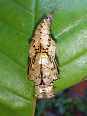 Adelpha naxia