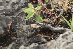 Lactista micrus
