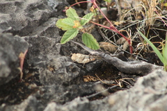 Lactista micrus