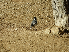 Lanioturdus torquatus