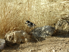Lanioturdus torquatus