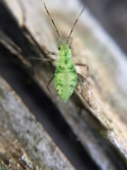 Calaphidina