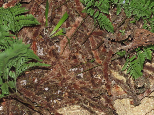 Image of Davallia trichomanoides by (c) chiuluan, some rights reserved (CC BY)