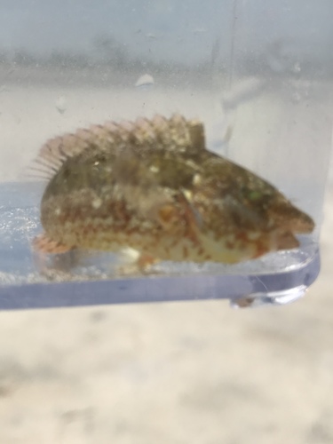 Photo of Radiant Parrotfish (Sparisoma radians)