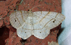 Trigrammia quadrinotaria