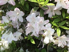 Rhododendron