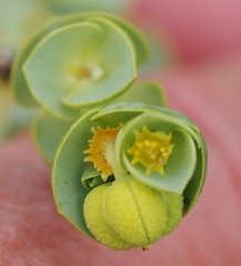 Euphorbia paralias