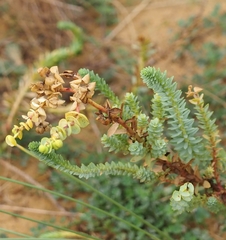 Euphorbia paralias