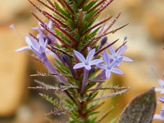 Merciera eckloniana