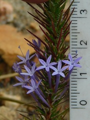 Merciera eckloniana