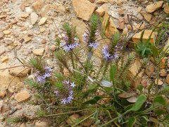 Merciera eckloniana