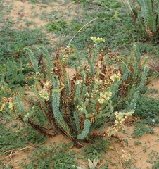 Euphorbia paralias