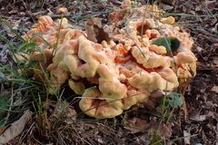 Laetiporus huroniensis