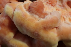 Laetiporus huroniensis