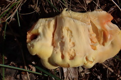 Laetiporus huroniensis