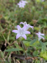 Richardia grandiflora