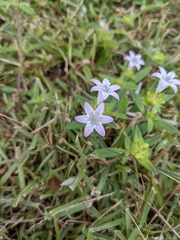 Richardia grandiflora