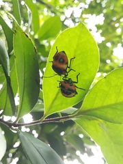 Poecilocoris latus