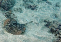 Urobatis concentricus