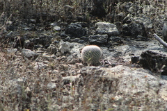 Mammillaria albilanata