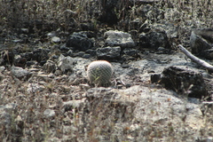 Mammillaria albilanata