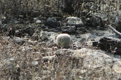 Mammillaria albilanata