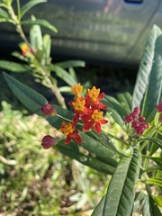 Asclepias curassavica image