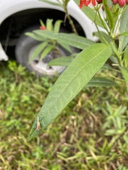 Asclepias curassavica image