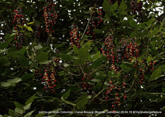 Erythrina rubrinervia