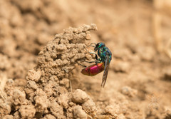 Chrysis mediata