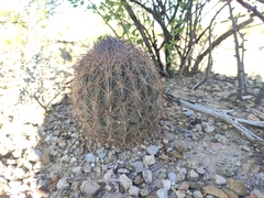 Echinomastus durangensis