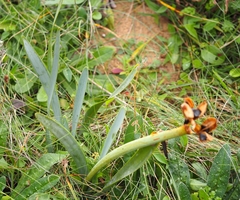Pancratium maritimum
