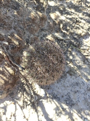 Echinomastus durangensis