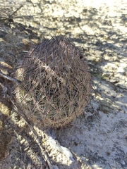 Echinomastus durangensis