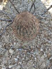 Echinomastus durangensis