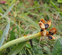 Pancratium maritimum