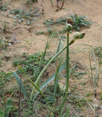 Pancratium maritimum