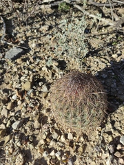 Echinomastus durangensis