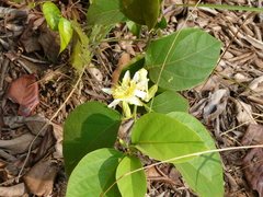 Passiflora mansoi