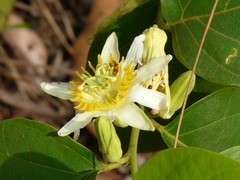Passiflora mansoi