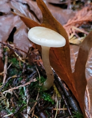 Hygrophorus piceae