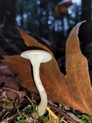Hygrophorus piceae