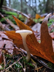 Hygrophorus piceae