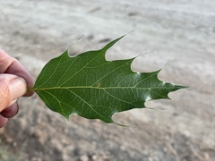 Quercus albocincta