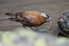Leucosticte tephrocotis