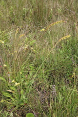 Kniphofia parviflora