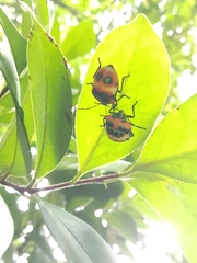 Poecilocoris latus