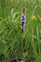 Disa similis