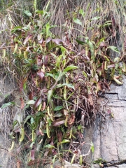 Nepenthes mirabilis