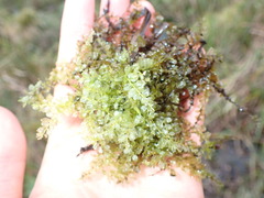 Plagiomnium ellipticum